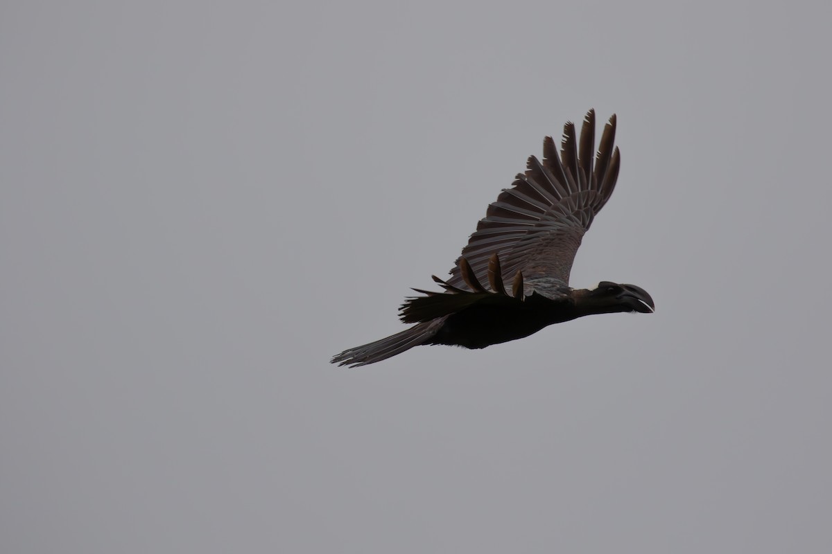 Thick-billed Raven - simon walkley