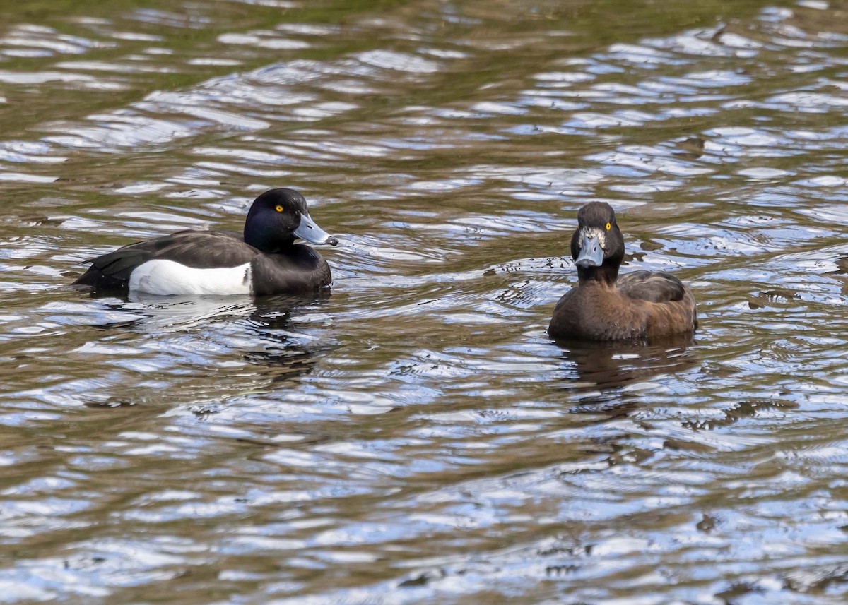 Tufted Duck - ML618074548
