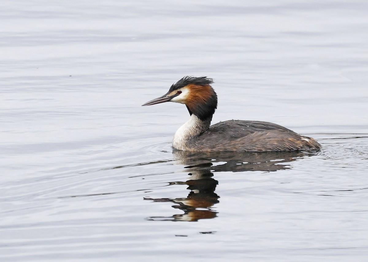 Great Crested Grebe - ML618074565