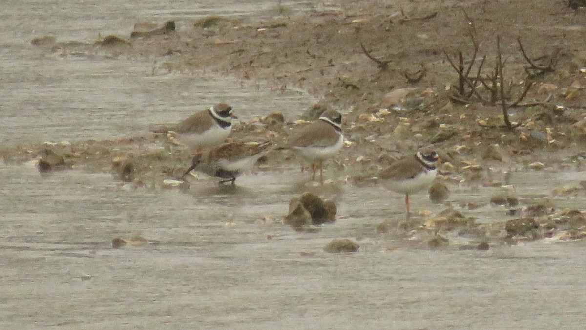 Common Ringed Plover - ML618074597