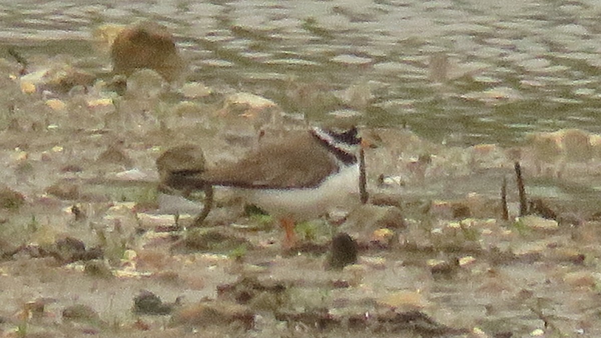 Common Ringed Plover - ML618074599