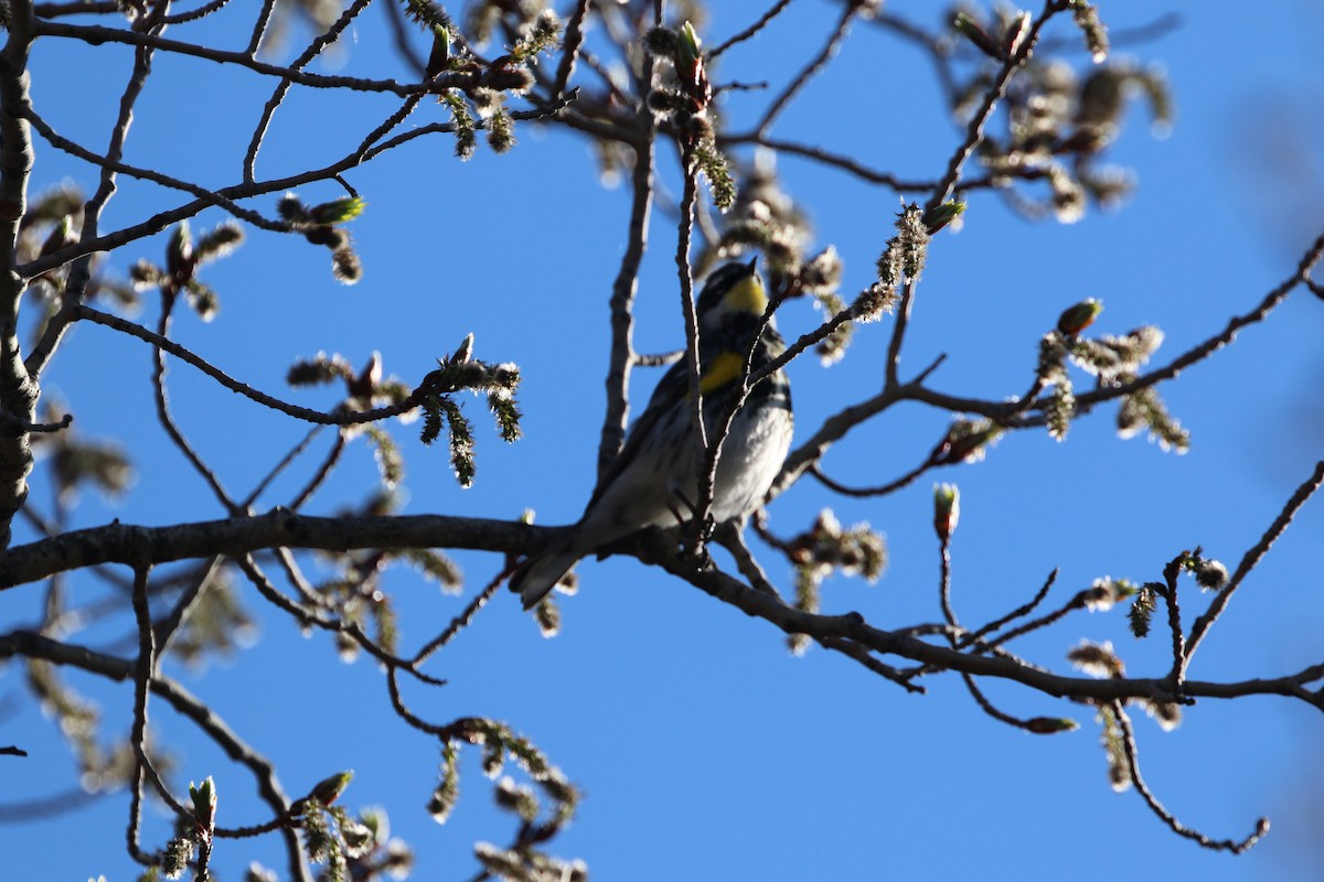 Yellow-rumped Warbler (Myrtle x Audubon's) - ML618074607