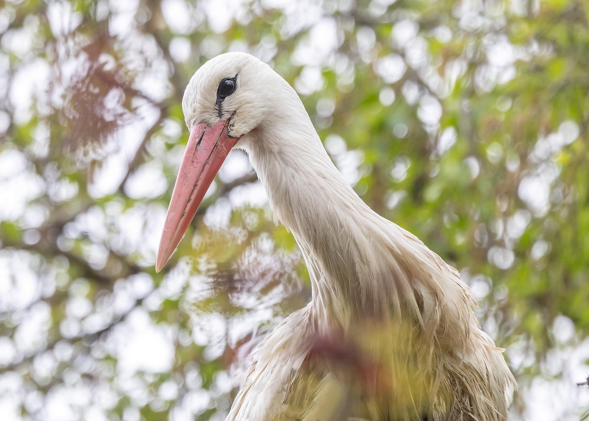 White Stork - Ken Pride