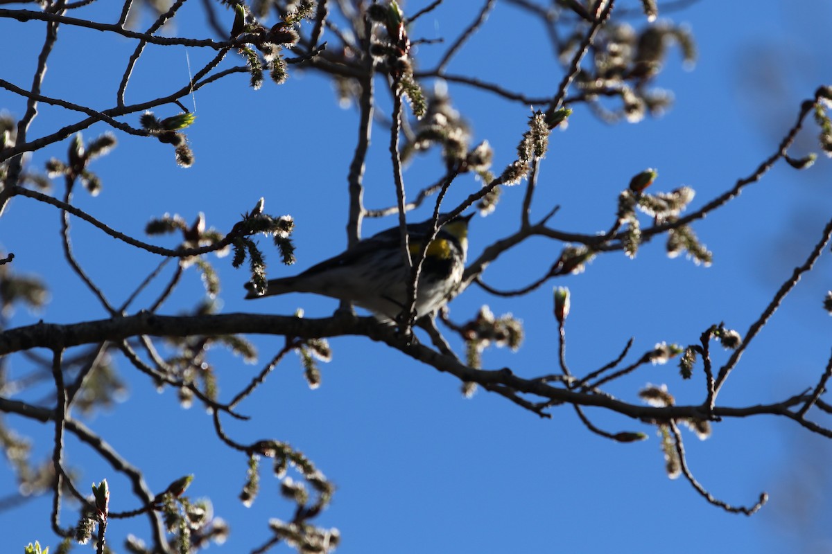 Yellow-rumped Warbler (Myrtle x Audubon's) - ML618074616