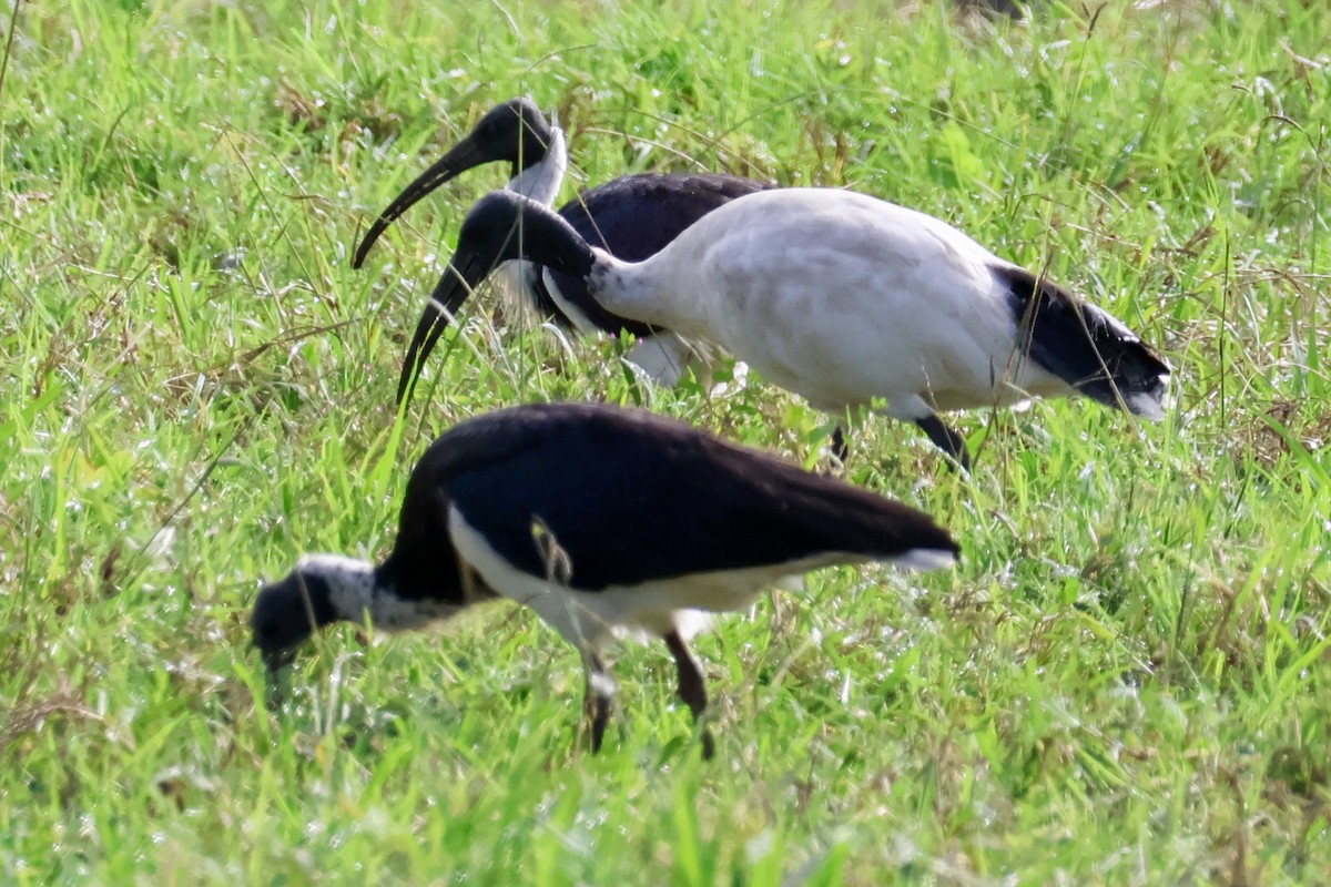 ibis slámokrký - ML618074623