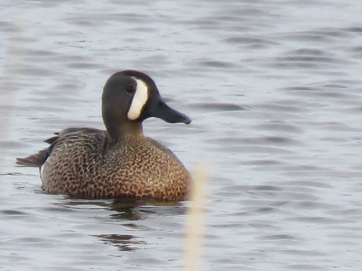 Blue-winged Teal - ML618074680