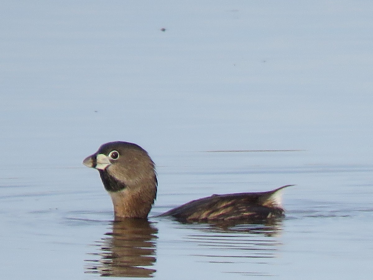 Pied-billed Grebe - Robin Booth
