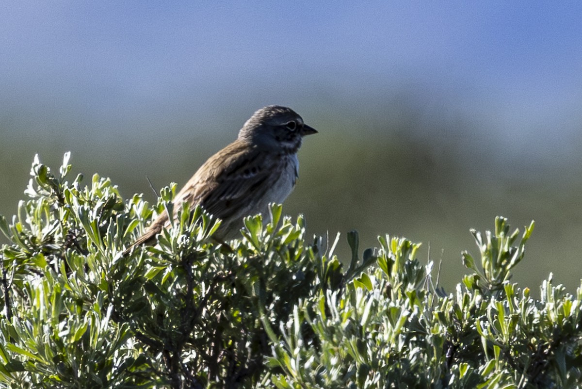 Sagebrush Sparrow - ML618074747