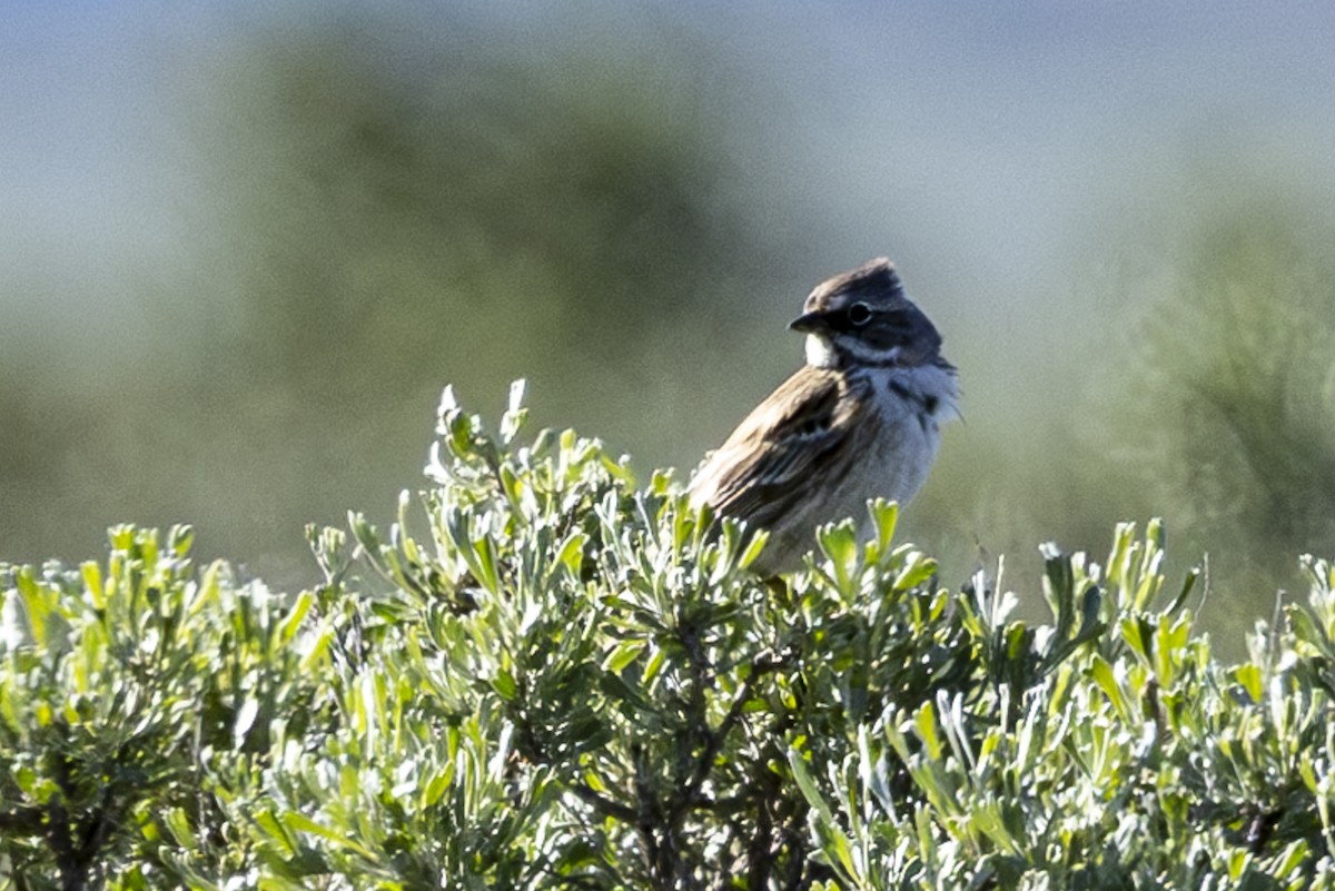 Sagebrush Sparrow - ML618074748