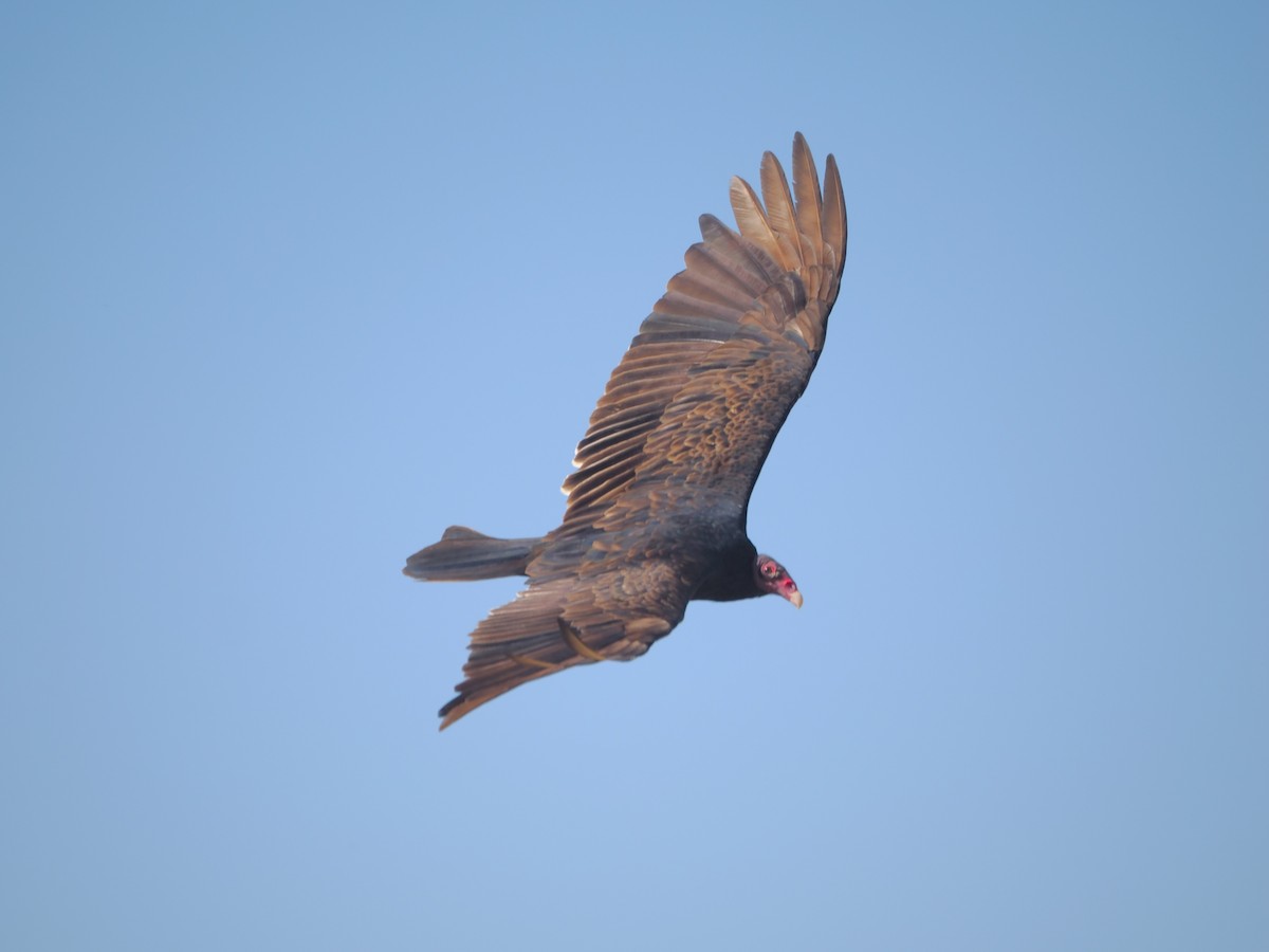 Turkey Vulture - ML618074809