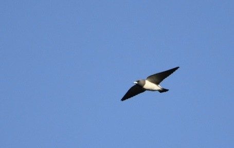 White-breasted Woodswallow - ML618074830
