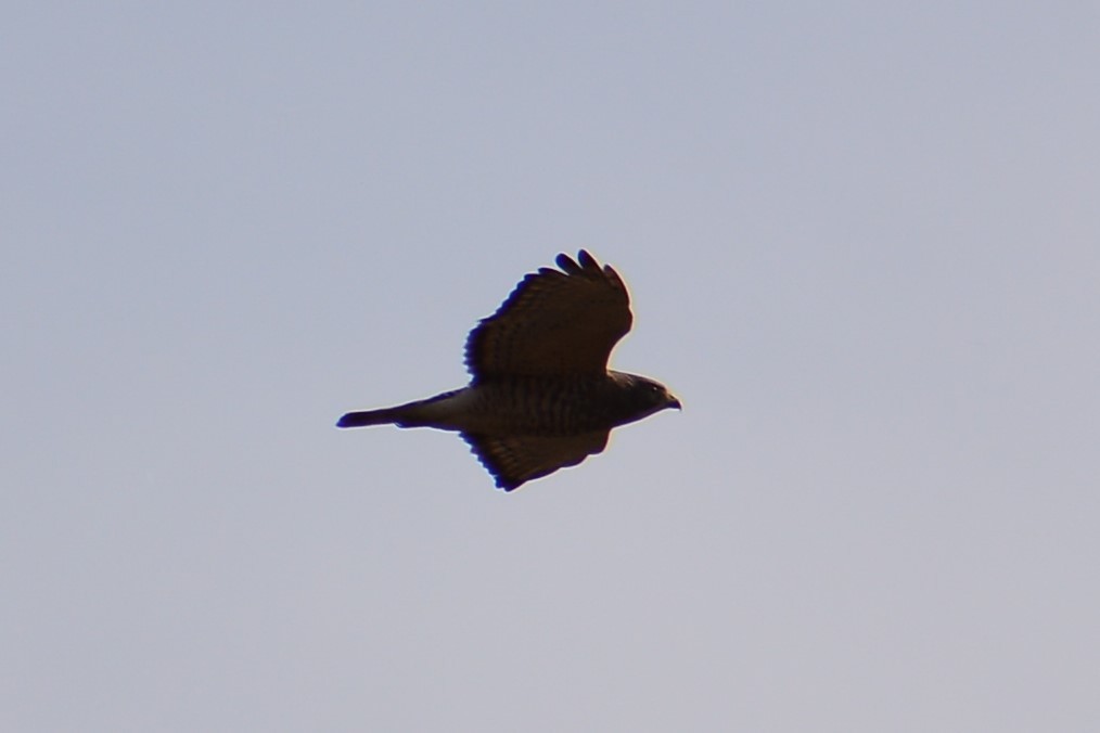 Broad-winged Hawk - Meron Abraham