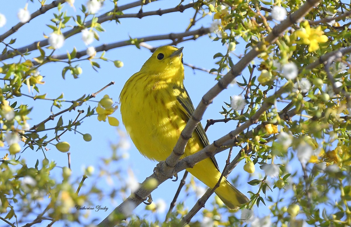 Yellow Warbler - Catherine Zinsky