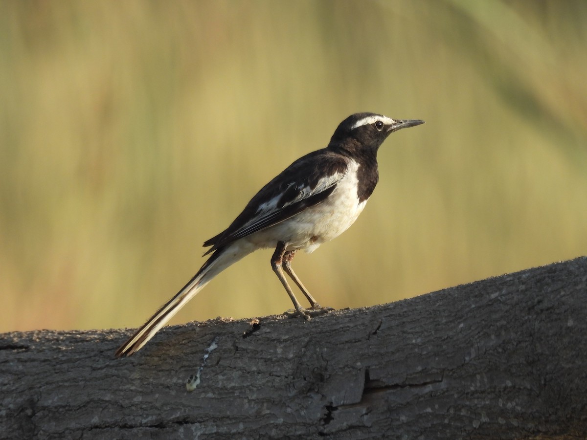 White-browed Wagtail - ML618074858