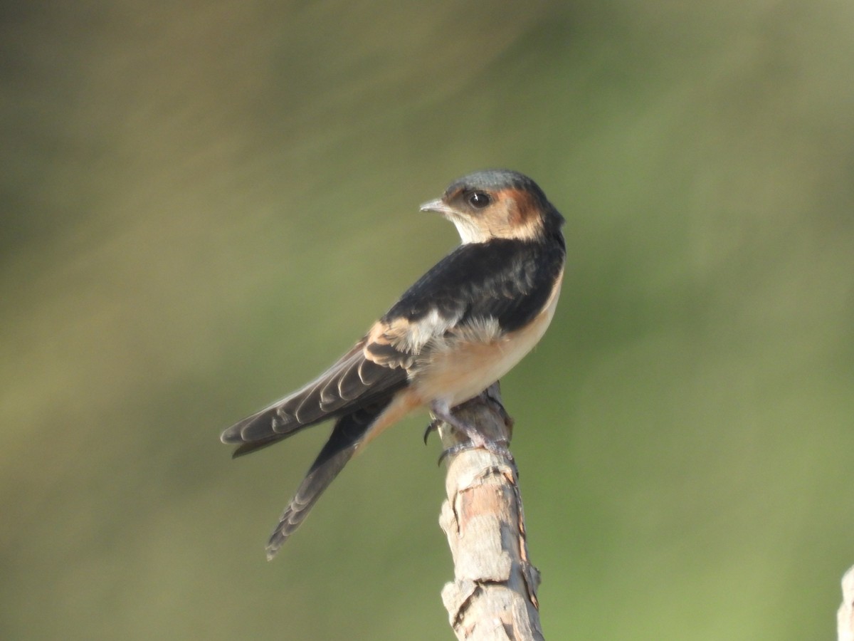 Red-rumped Swallow - ML618074870