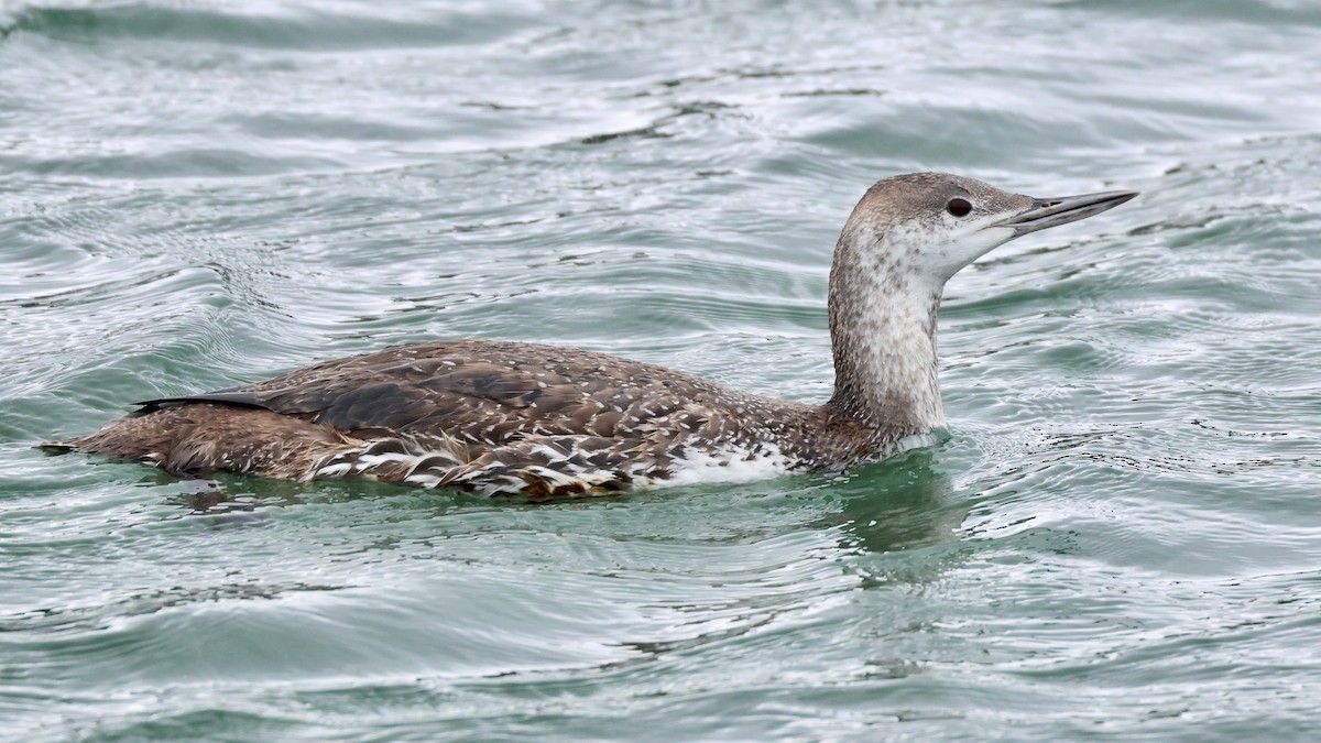 Red-throated Loon - Paul Gorday
