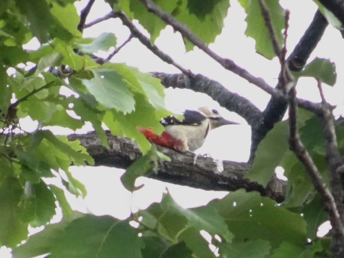 Great Spotted Woodpecker - ML618074899