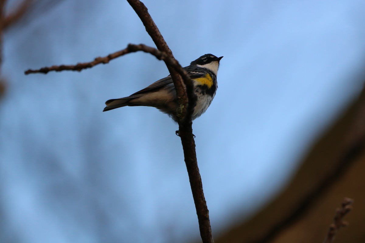 Yellow-rumped Warbler (Myrtle) - ML618074900