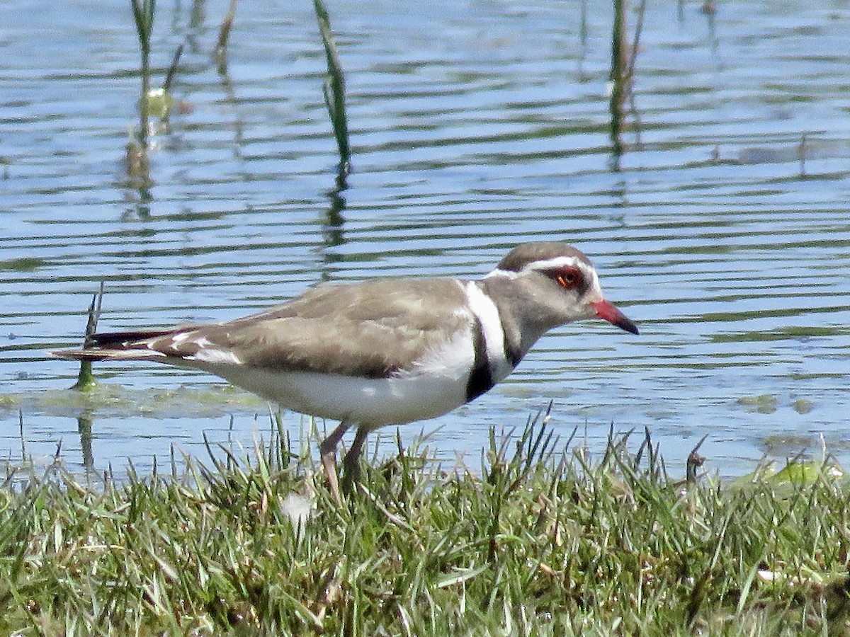 Three-banded Plover (African) - ML618074965