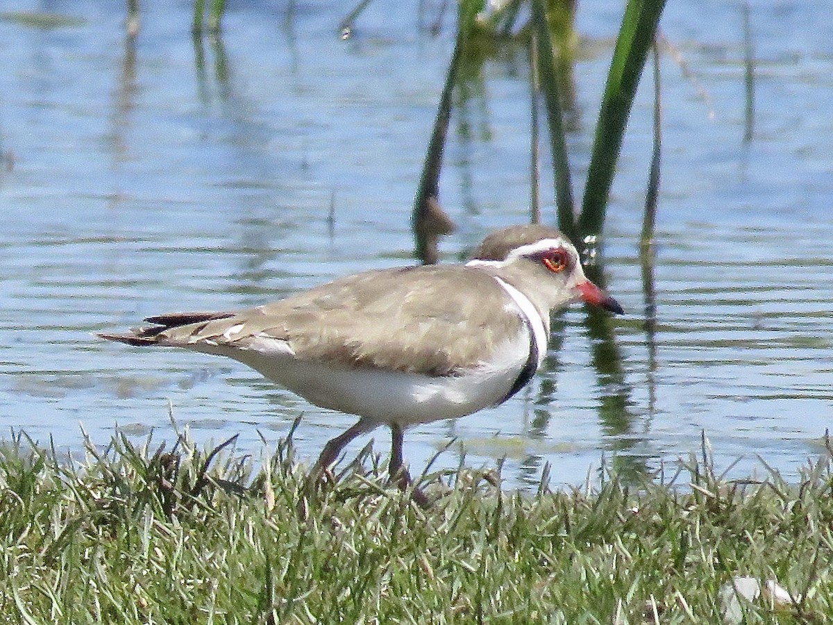 Three-banded Plover (African) - ML618074970