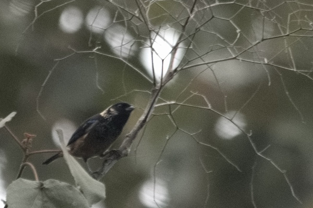 Spangle-cheeked Tanager - ML618074971