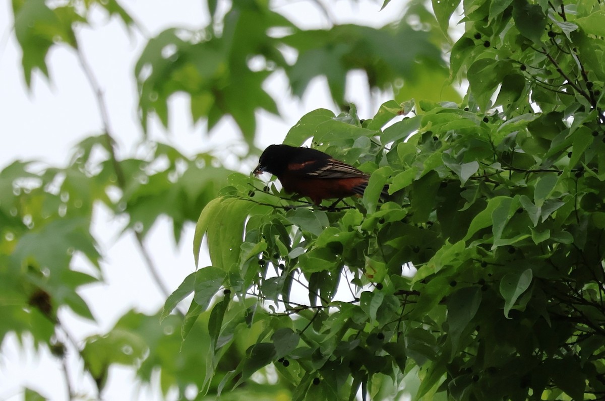 Orchard Oriole - ML618074973