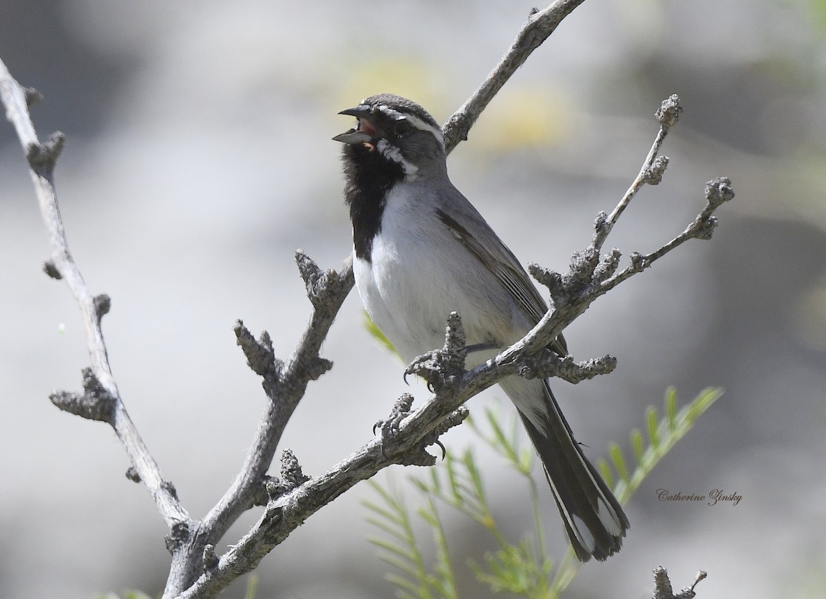 Black-throated Sparrow - ML618075029