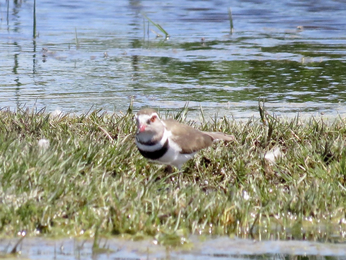 Three-banded Plover (African) - ML618075035