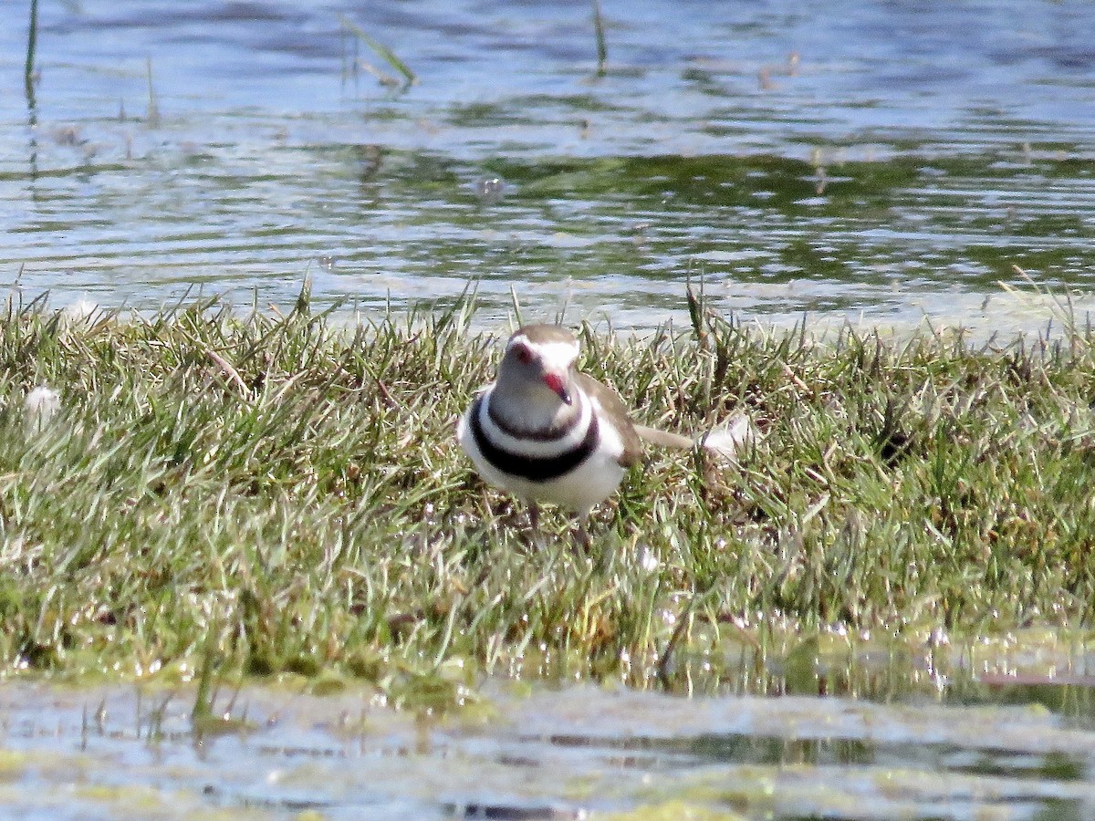 Three-banded Plover (African) - Simon Pearce