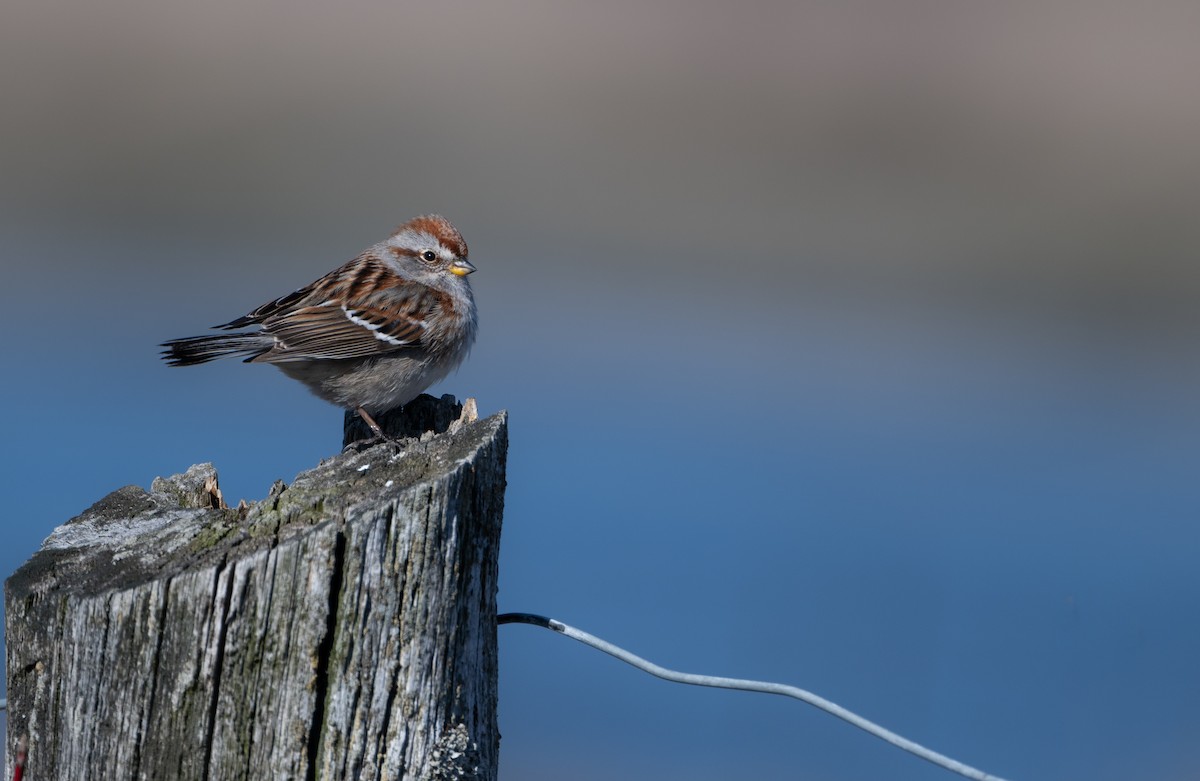 American Tree Sparrow - Christine Pelletier et (Claude St-Pierre , photos)