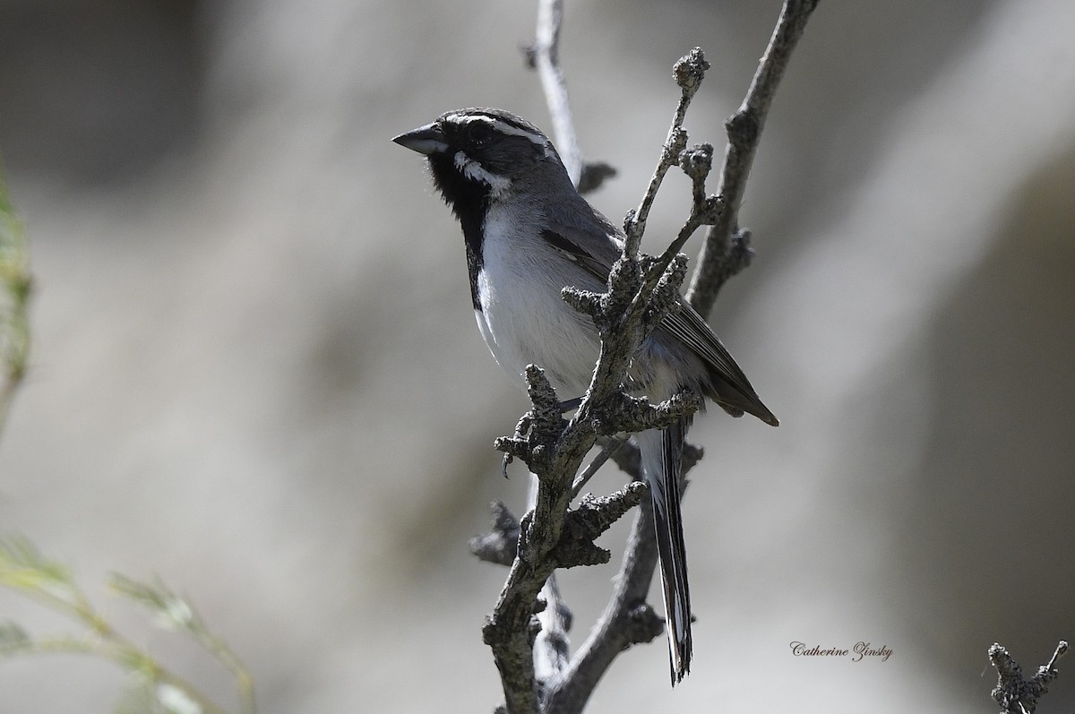 Black-throated Sparrow - Catherine Zinsky