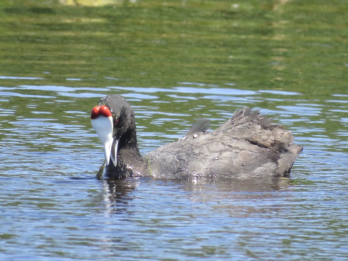 Red-knobbed Coot - ML618075099