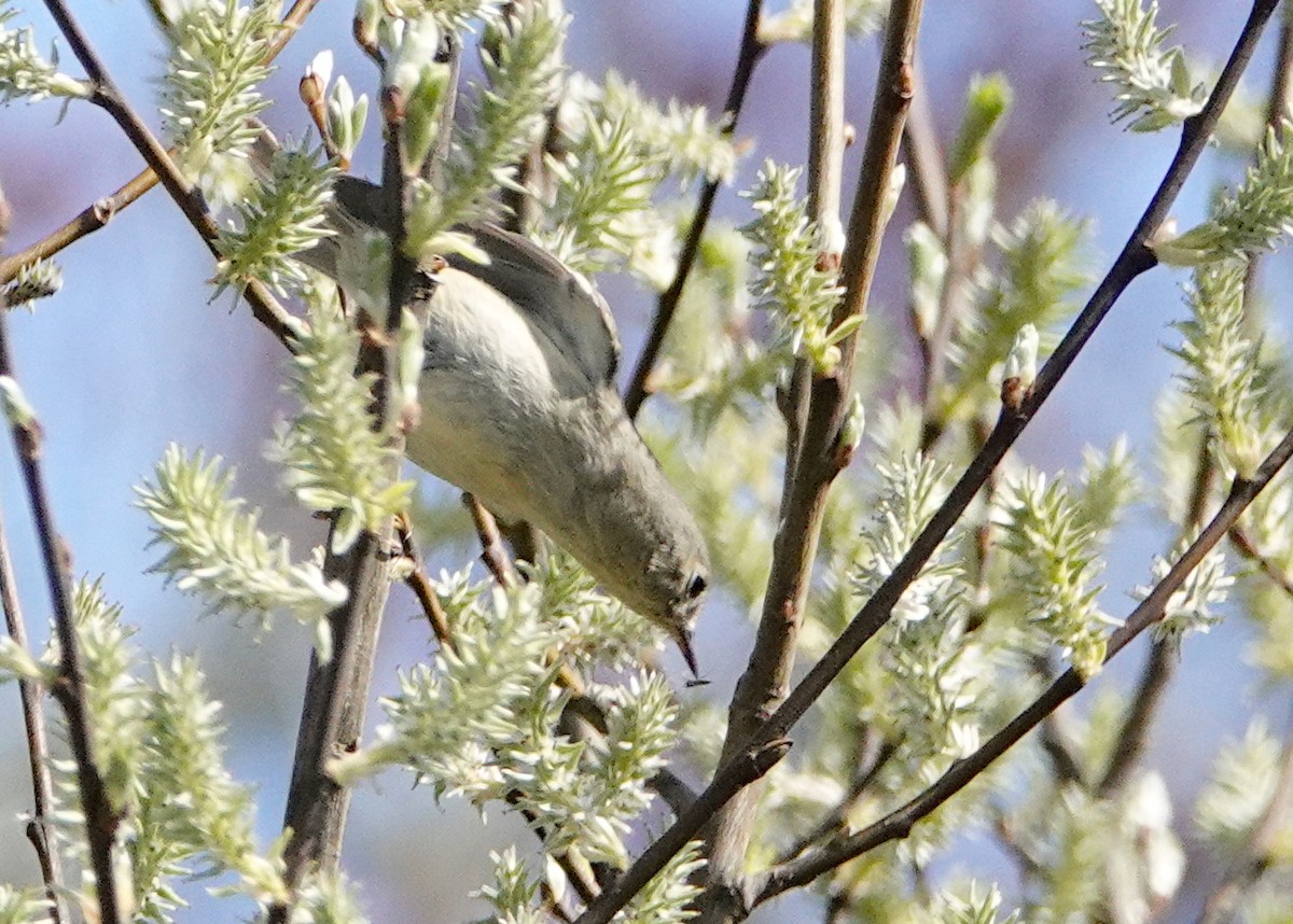 Ruby-crowned Kinglet - Peter Fang/ Gloria Smith