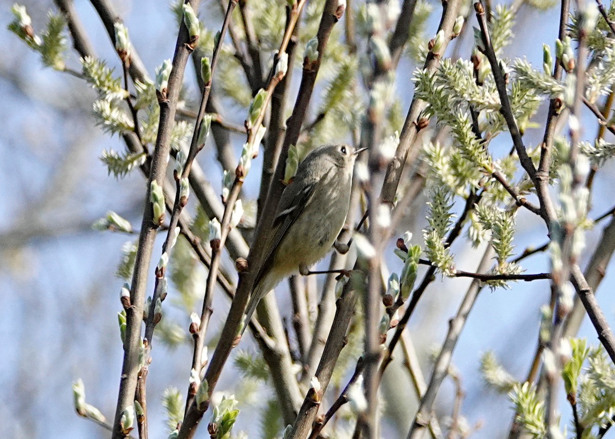 Ruby-crowned Kinglet - Peter Fang/ Gloria Smith