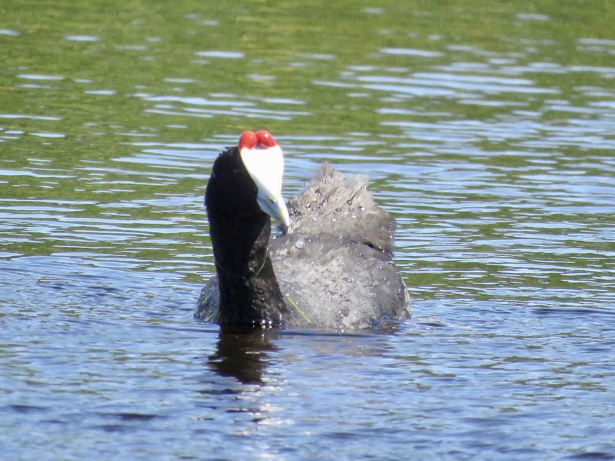 Red-knobbed Coot - ML618075114