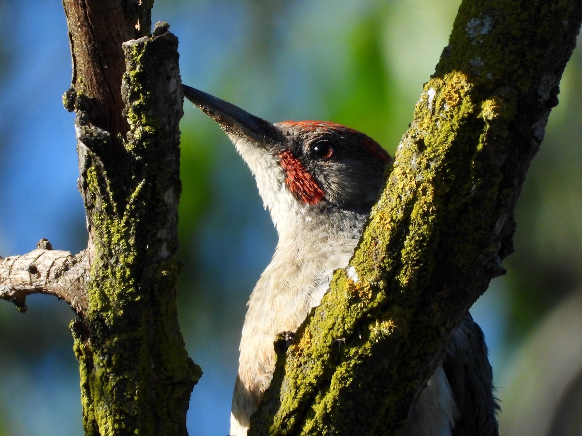 Iberian Green Woodpecker - Eugenio Collado