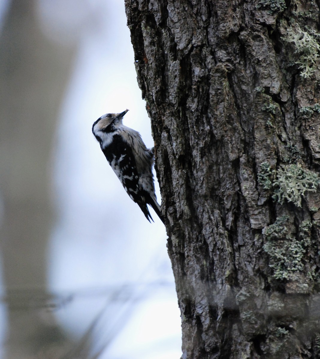Lesser Spotted Woodpecker - ML618075122