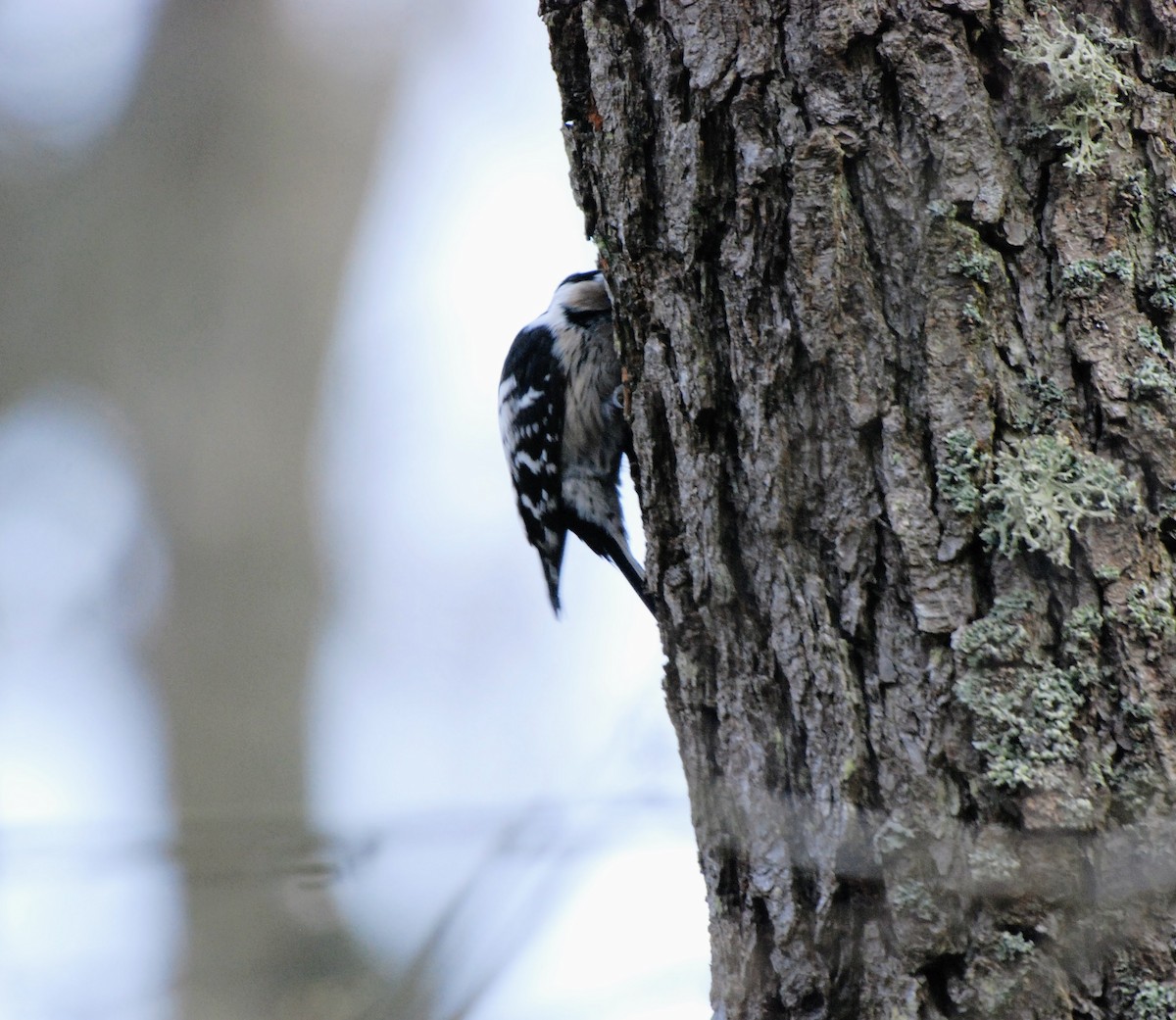 Lesser Spotted Woodpecker - ML618075123