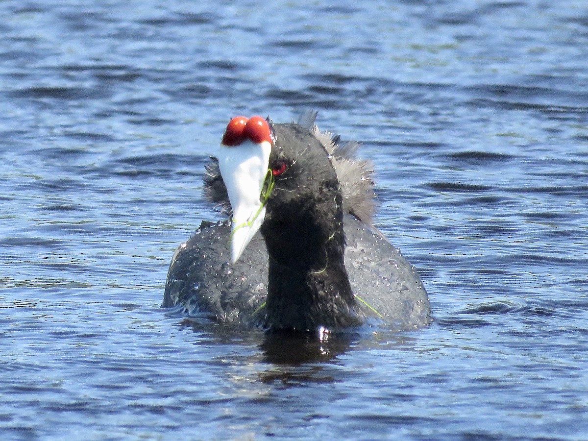 Red-knobbed Coot - ML618075126