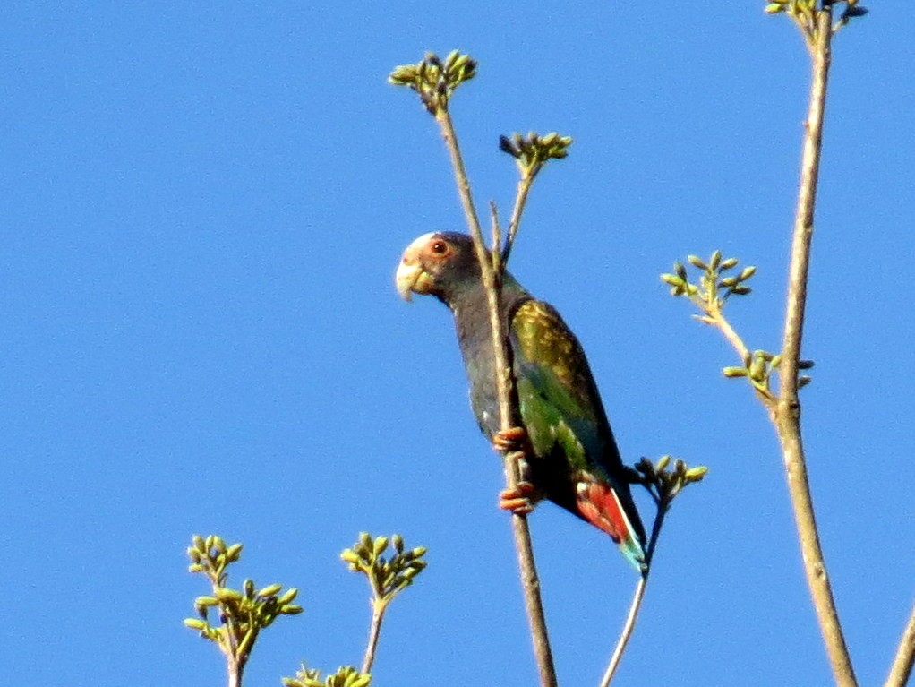 White-crowned Parrot - ML618075128