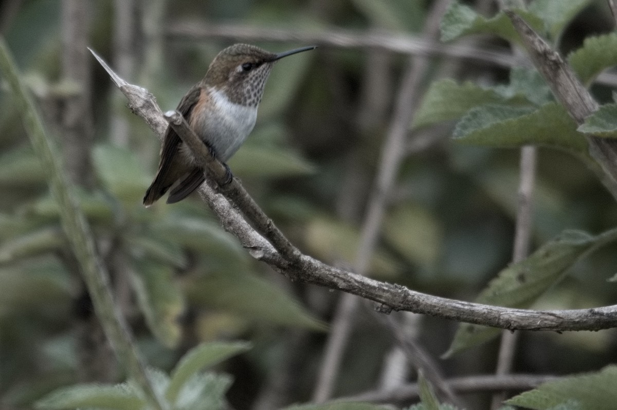 Scintillant Hummingbird - ML618075158