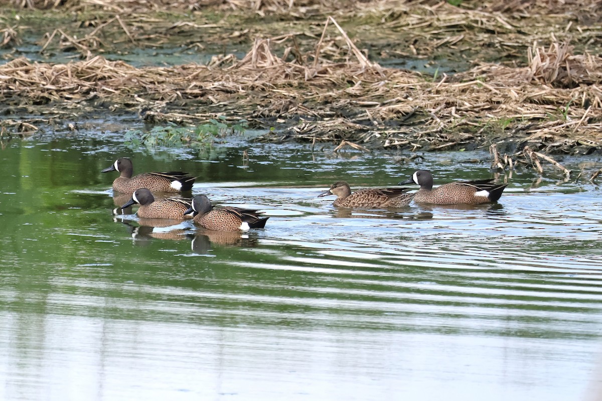Blue-winged Teal - Tricia Vesely
