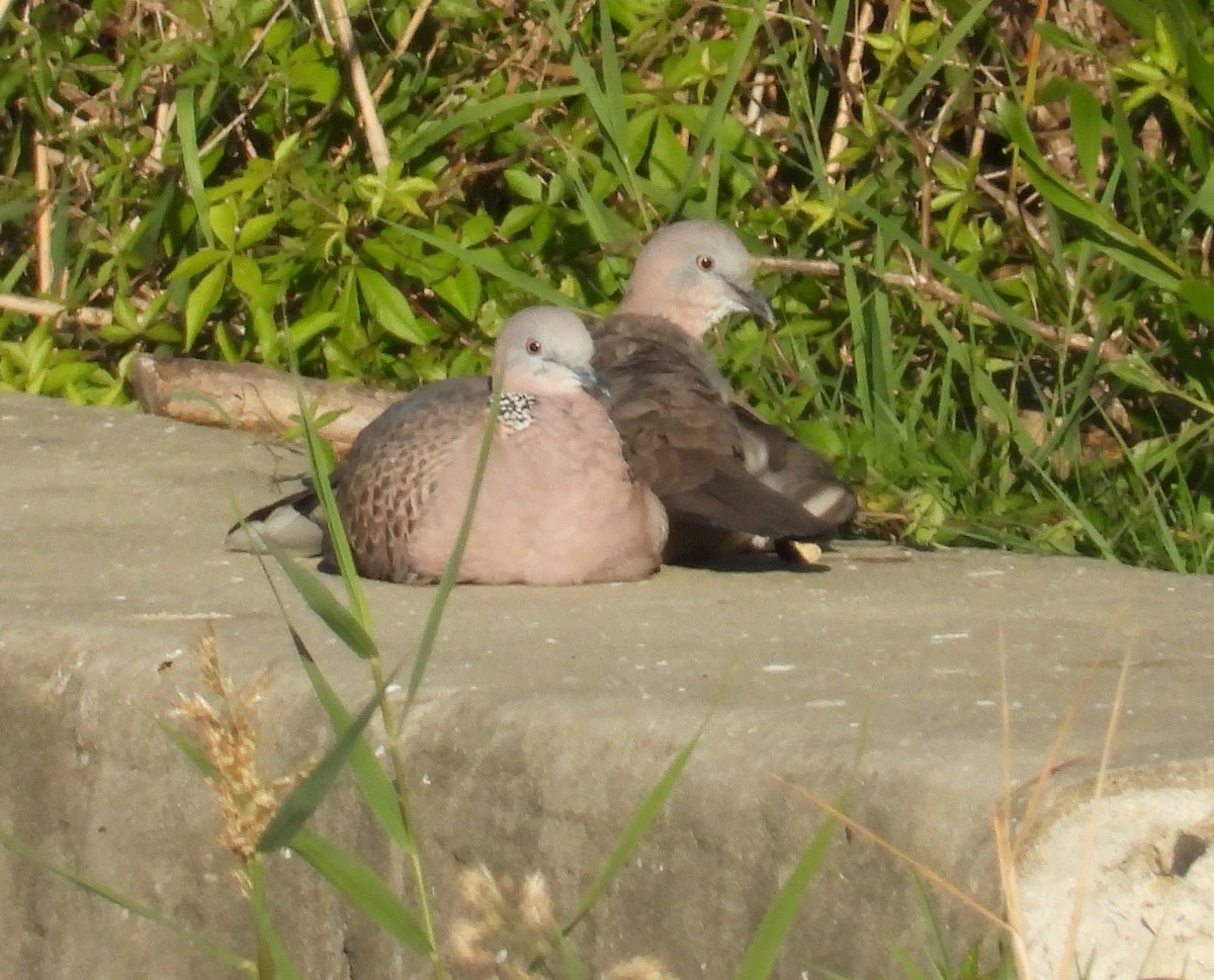 Spotted Dove - ML618075177