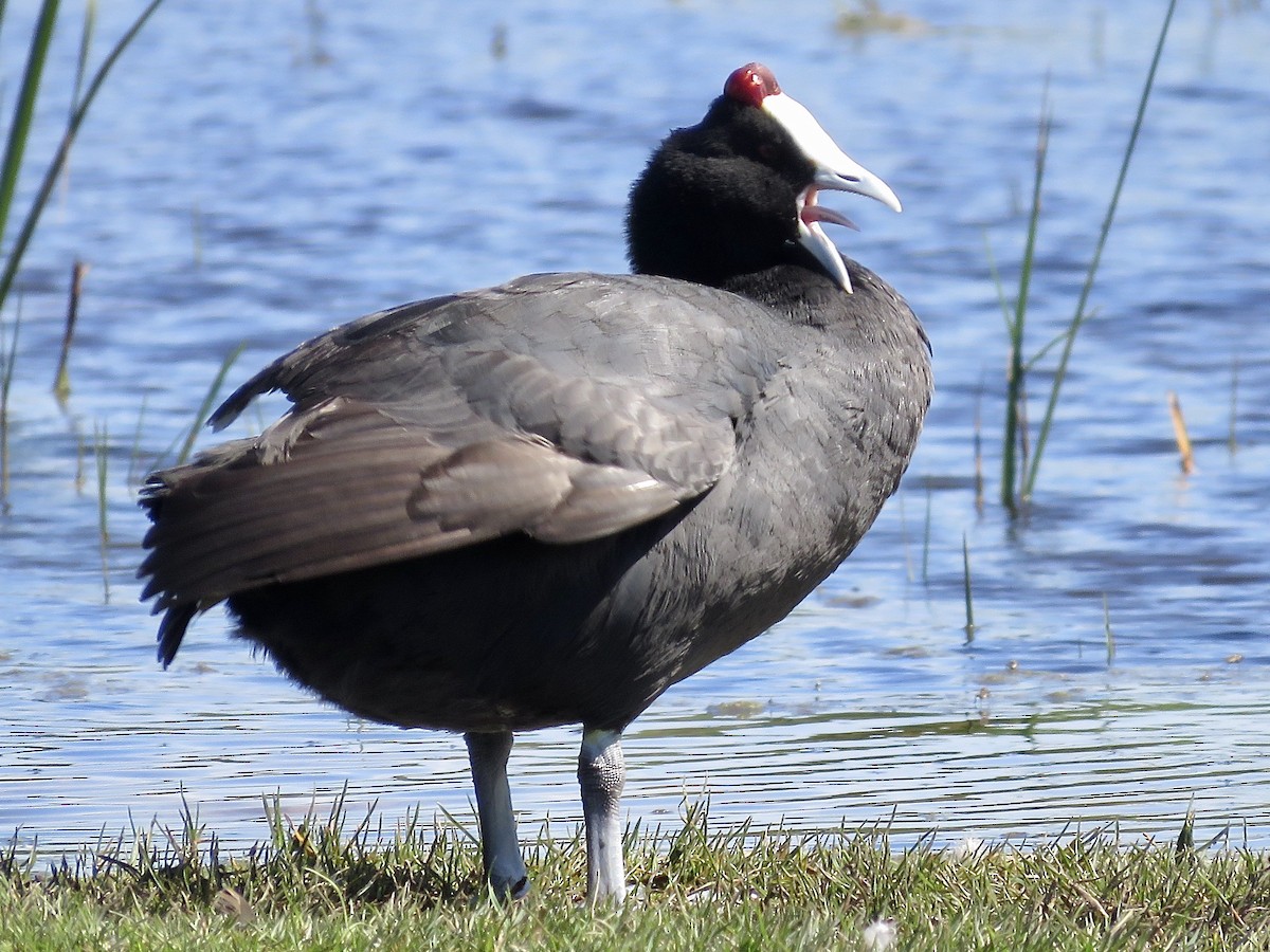Red-knobbed Coot - ML618075187
