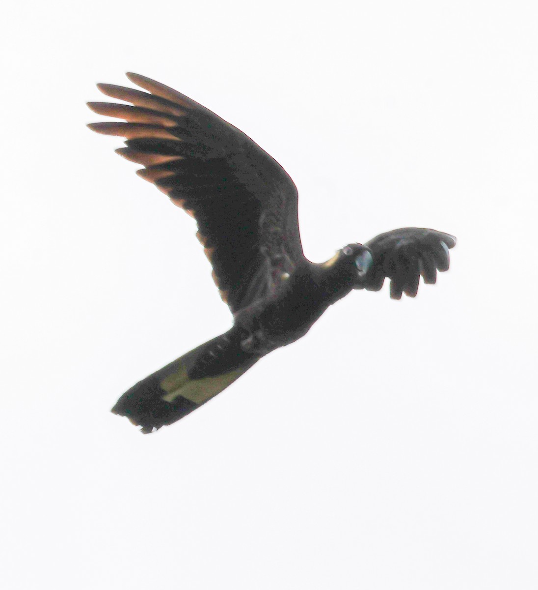 Yellow-tailed Black-Cockatoo - ML618075224