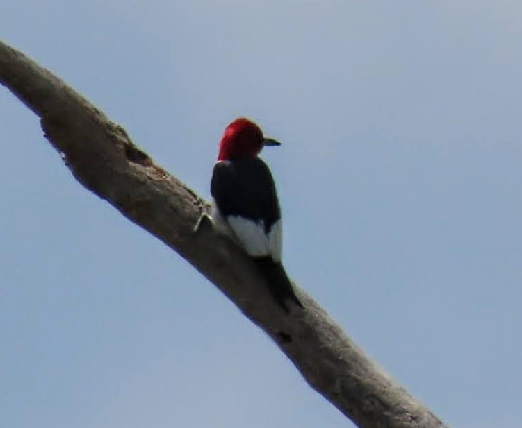 Red-headed Woodpecker - Marcia Yeip