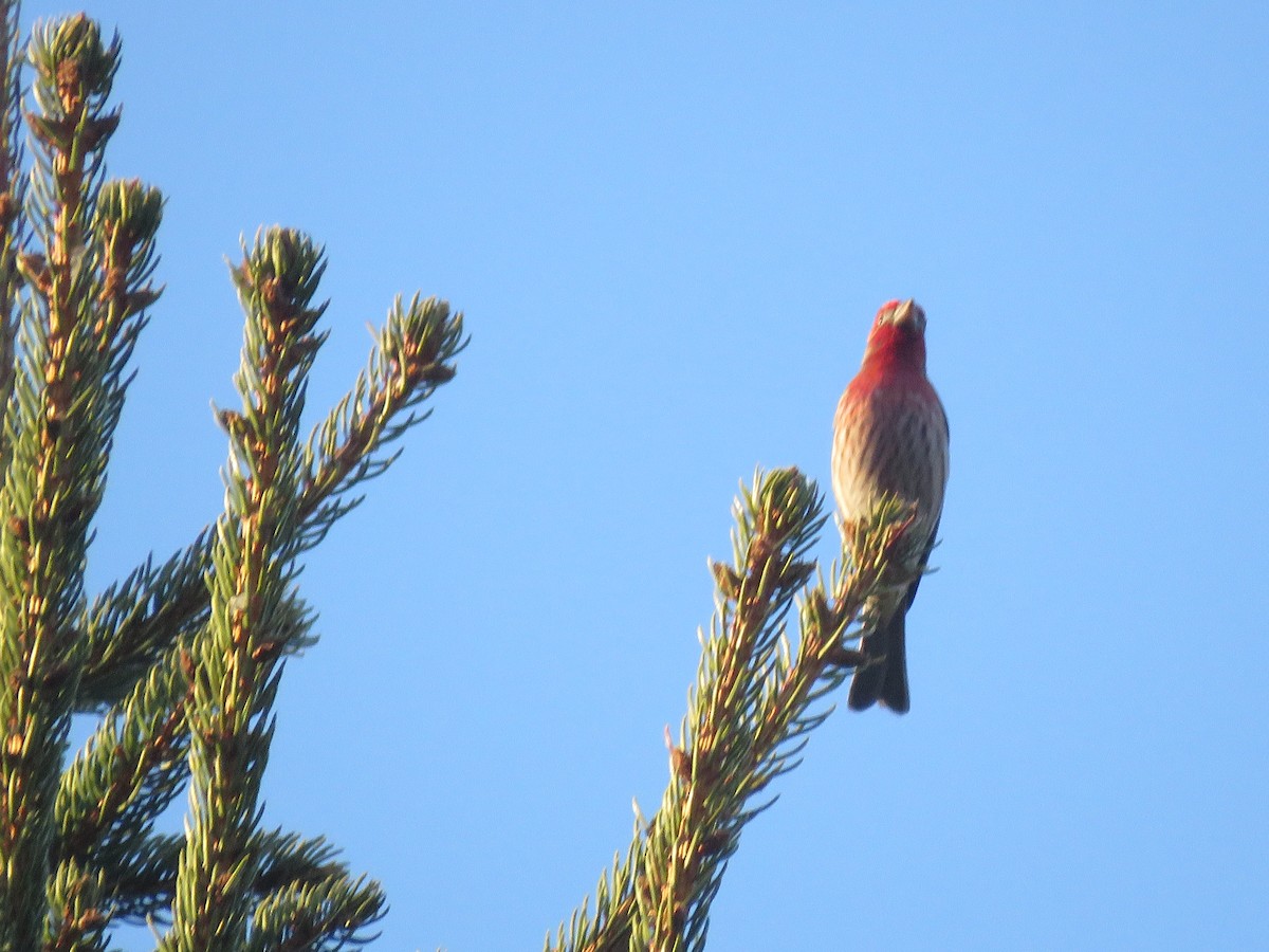 House Finch - Curtis Mahon