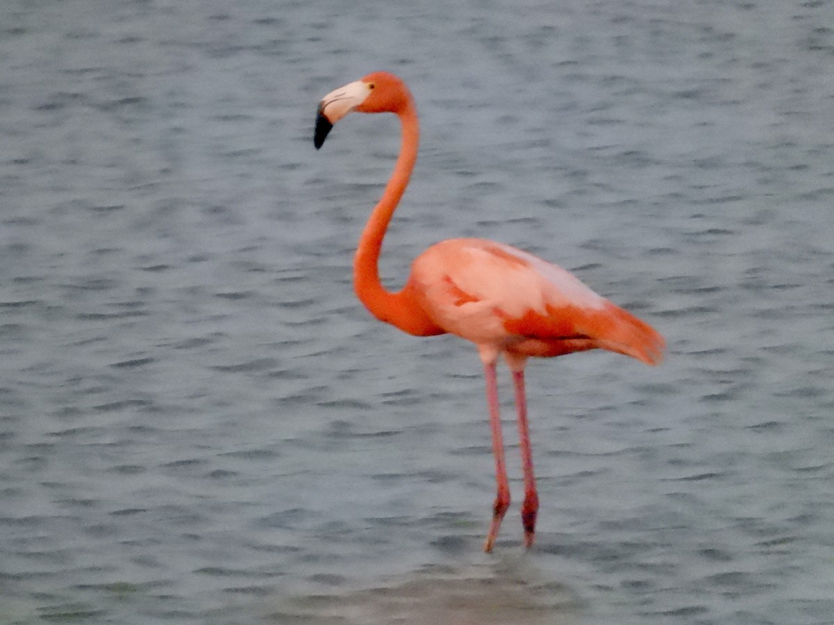 American Flamingo - ML618075339