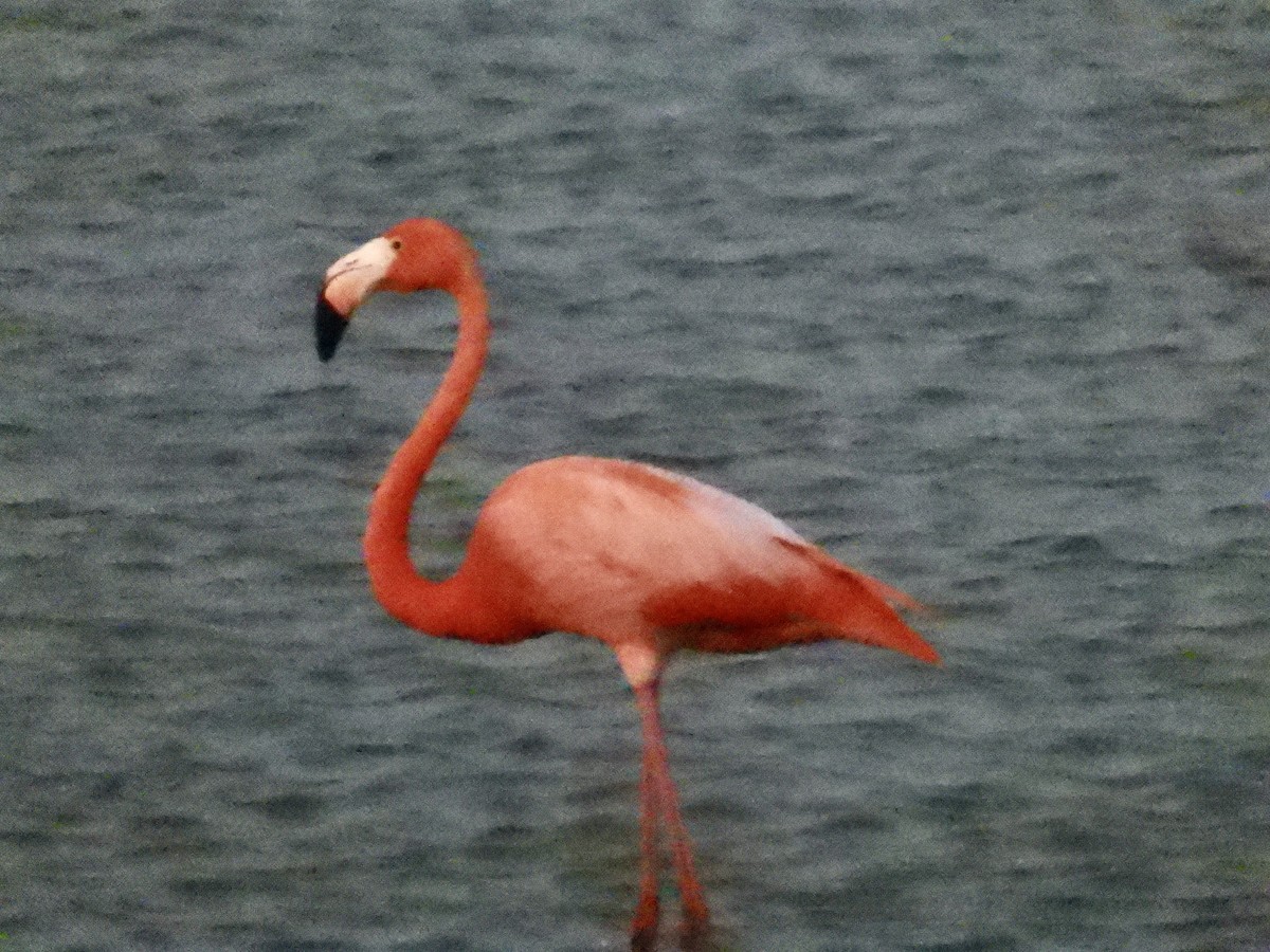 American Flamingo - ML618075340