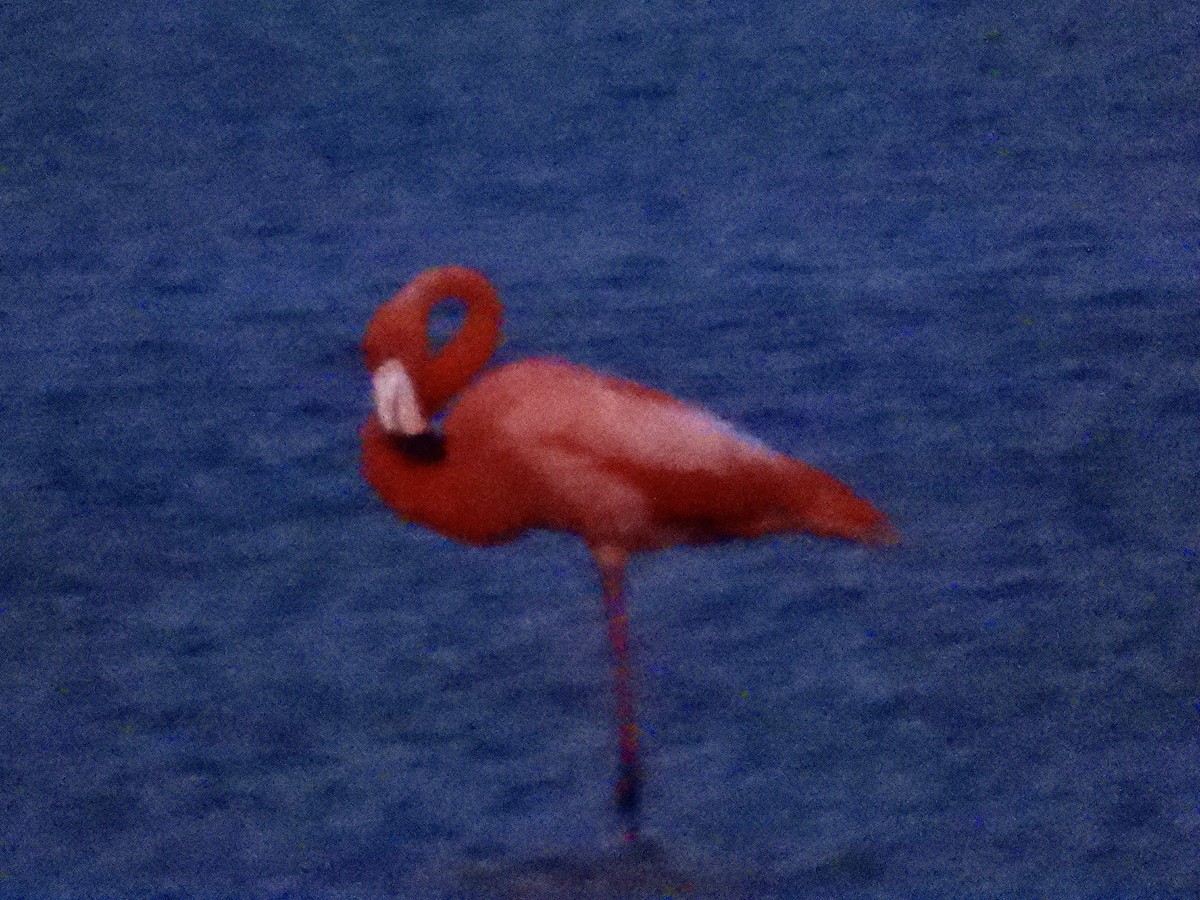 American Flamingo - John Amoroso